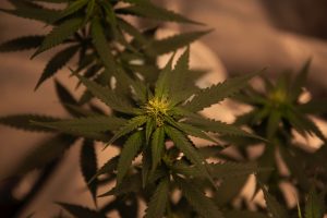 Drug Free Workplace Marijuana Leaf